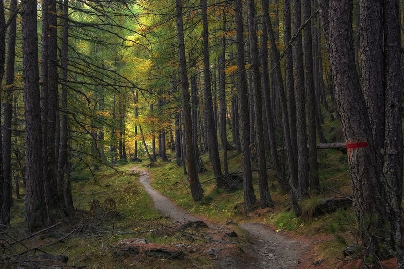 Nature Trail Mindfulness